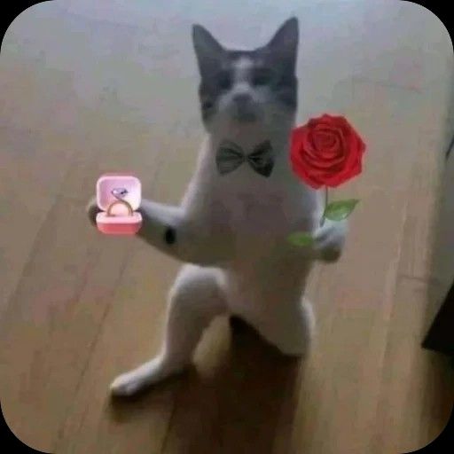 cute therapy